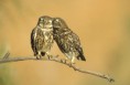 /album/galerie-photos/hibous-amoureux-jpg/